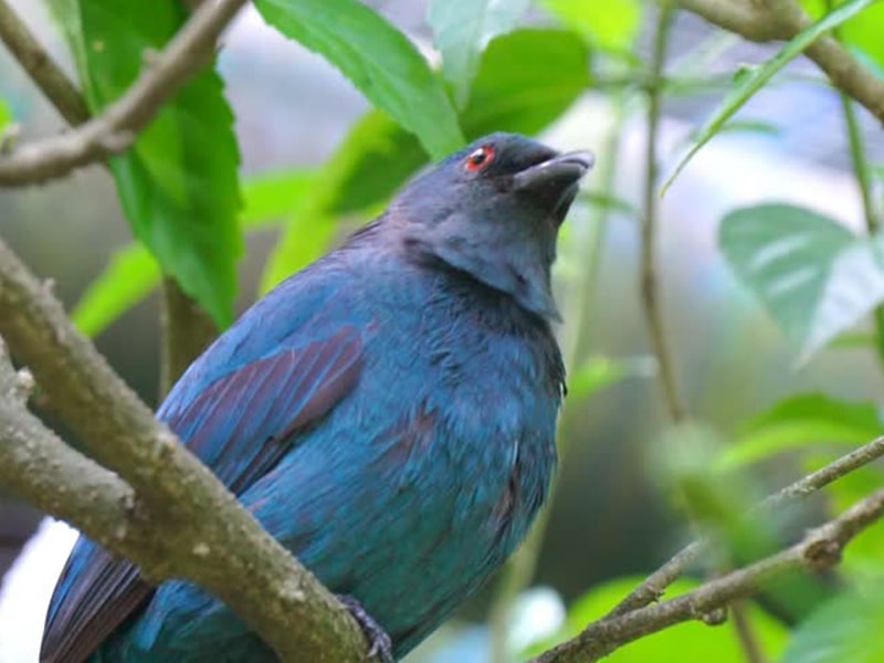 Himalayan Bird Park