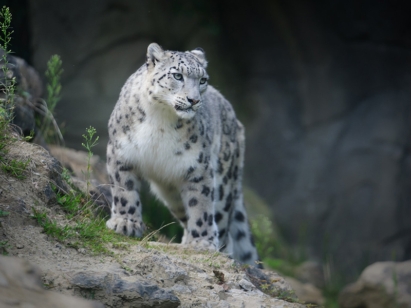 Kais wildlife sanctuary