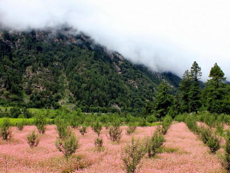 Sangla and Chitkul