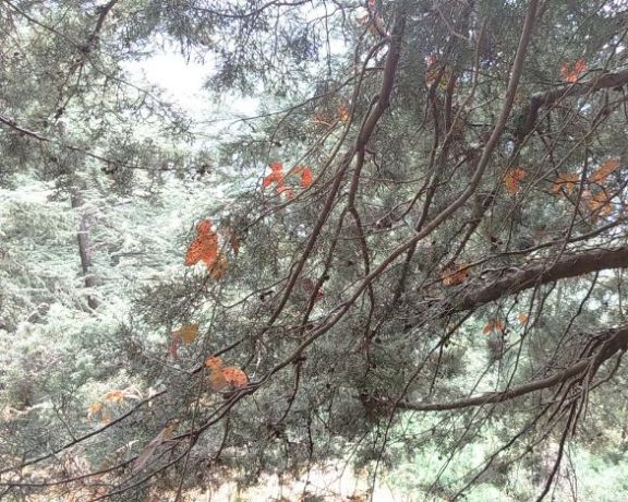 Shimla Water Catchment Wildlife Sanctuary