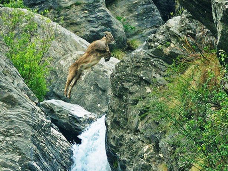 Great Himalayan National Park